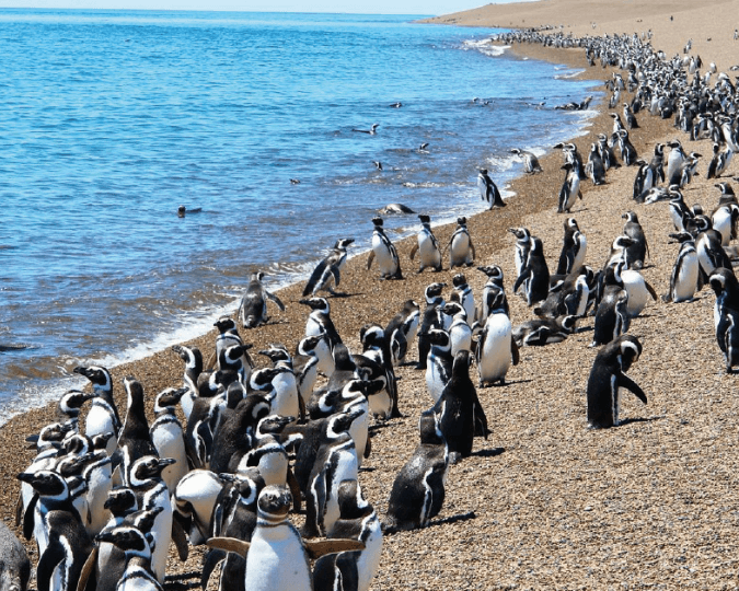 PUERTO MADRYN: ESTANCIA SAN LORENZO